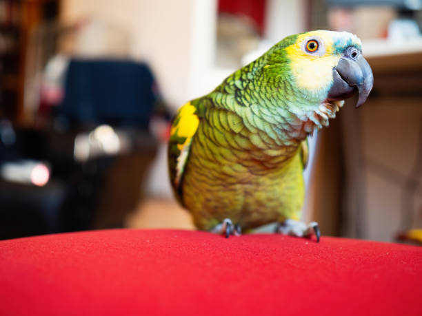 Amazon parrot enjoys free movement around the apartment. Close-up. stock photo