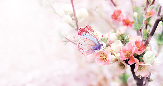 Horizontal banner with Japanese Quince flowers (Chaenomeles japonica) of pink color and butterfly on sunny backdrop. Nature spring background with a branch of blooming Quince. Copy space for text