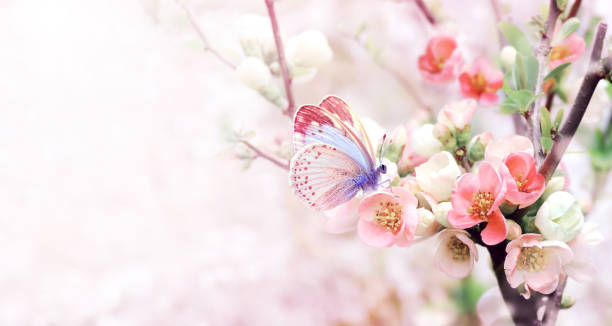 Horizontal banner with Japanese Quince flowers (Chaenomeles japonica) of pink color and butterfly on sunny backdrop. Nature spring background with a branch of blooming Quince stock photo