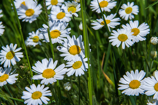 White and yellow flowers facing the sun