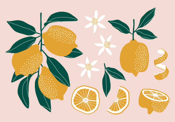 ilustrações, clipart, desenhos animados e ícones de conjunto de limões. flor, folhas e frutos. - illustration and painting vector sketch doodle