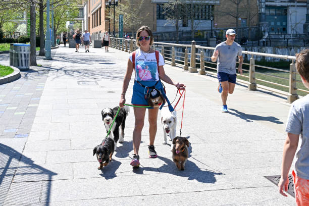 New York, USA, April 13, 2023 - Dog walker on a warm spring day in Hudson River Park in Lower Manhattan.