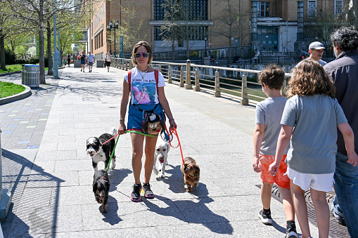 New York, USA, April 13, 2023 - Dog walker on a warm spring day in Hudson River Park in Lower Manhattan.