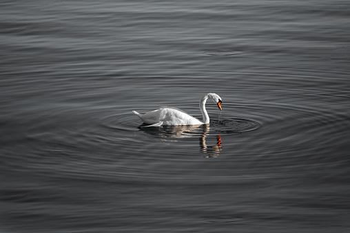 Swan on a lake in black and white
