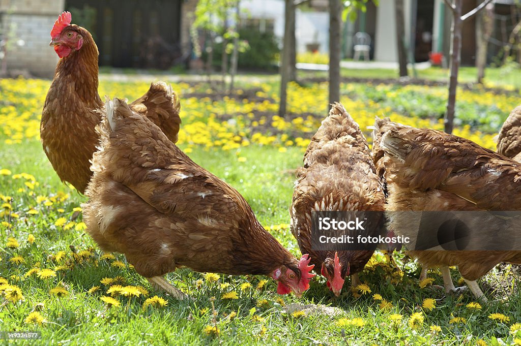poultry in field Hens outside in the meadow Agricultural Field Stock Photo