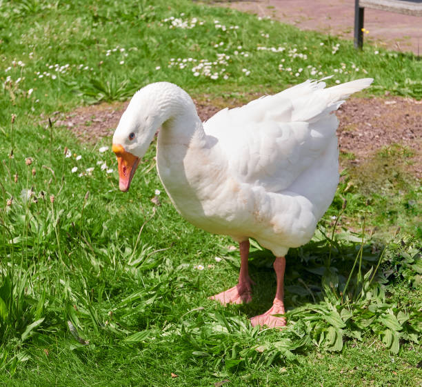 Portrait of a white goose male, full body, close up. stock photo