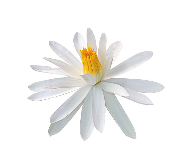 istock White waterlily - clipping path included 149324690