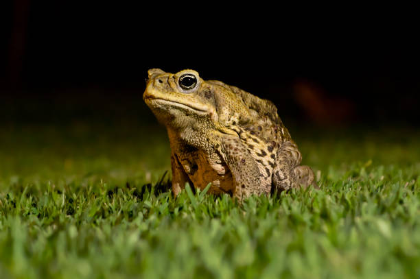 тростниковая жаба сидит на траве ночью - cane toad toad wildlife nature стоковые фото и изображения