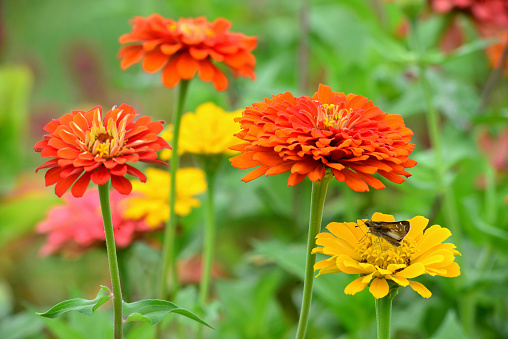 Close-up of a Skipper butterfly extracting nectar from Zinnia flowers
