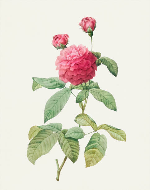 illustrations, cliparts, dessins animés et icônes de fleur de rose vintage. illustration botanique par pierre joseph redouté vers 1821 - gallica rose