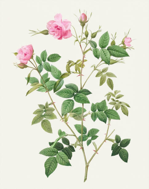 Vintage Rose flower. Botanical illustration by Pierre Joseph Redouté Ca 1821 Beautiful Rose Flower illustration. Wild Rose rosa chinensis stock illustrations