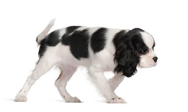 istock Cavalier King Charles Spaniel puppy, 3 months old 149324954