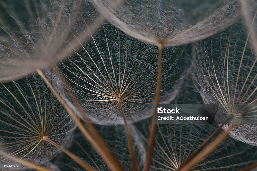 Dandilions shot against a green background Abstract Stock Photo