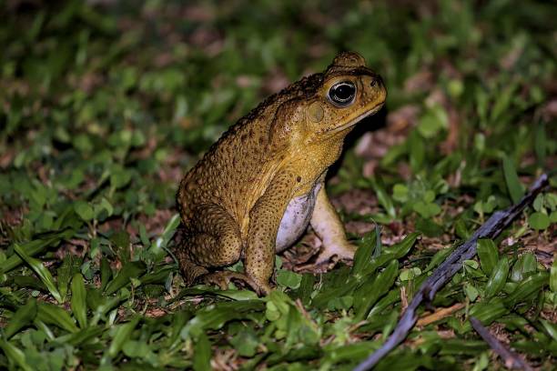 istock Close-up of a Cane Toad in Savosa at night on leafs 1493251881