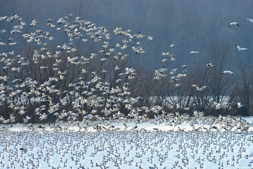 Snow Geese at Middle Creek Wildlife Management Area in Lancaster County Pennsylvania, USA during their annual migration