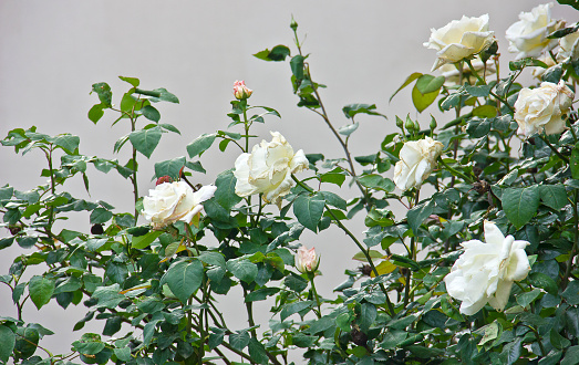 white roses near pink roses