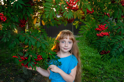 girl with a rowan tree. Portrait of a little girl 11 years old on rowan bushes with orange berries in the city at sunset.