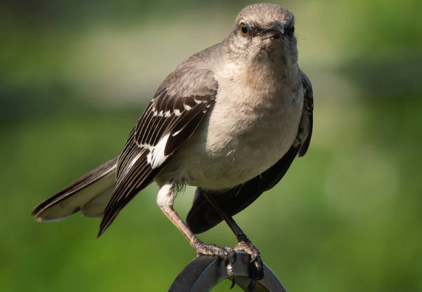 istock A Northern Mockingbird on a high perch 1493255999