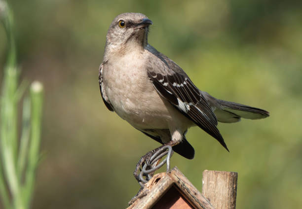 istock A Northern Mockingbird on a high perch 1493256062