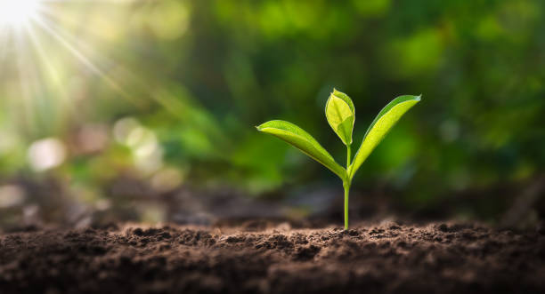 istock small tree growing with sunshine in garden. eco concept 1493256192