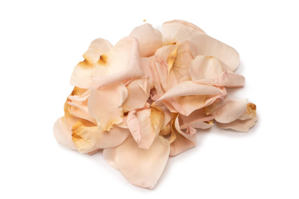 istock Dry pink rose isolated on a white background. 1493256735