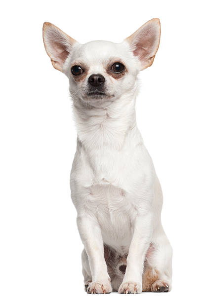 istock Chihuahua sitting against white background 149325748