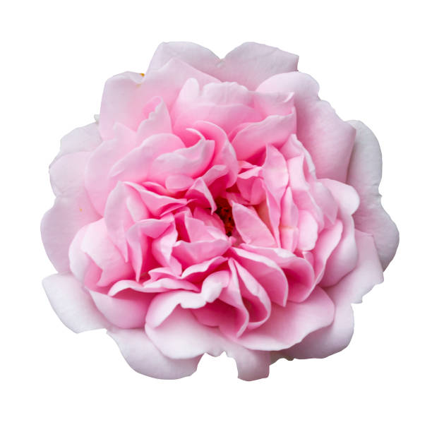 Garden rose photo. Soft pink color flower. Floral design element. Pink English rose blossom bud. Rosa Botticelli isolated.
