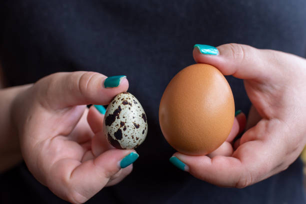 istock A chicken egg in one hand and a quail egg in the other; 1493260288