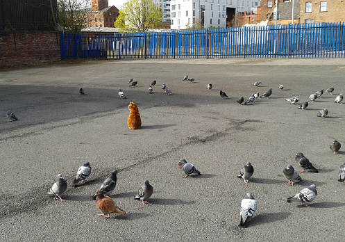 An unaltered photo of a ginger and white cat sat in a yard surrounded by many pigeons. Both the cat and the pigeons are feral and were fed daily in the same place. The cat never chased the birds and the birds totally disregarded the cat. Unusual and well focussed.