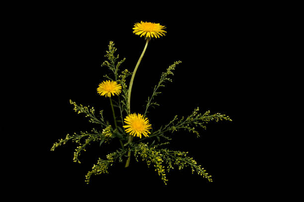 A vibrant yellow dandelion flower is in full bloom, showcasing its intricate petals and striking color. The photo captures the flower's details, including its cluster of tiny stamens at the center.