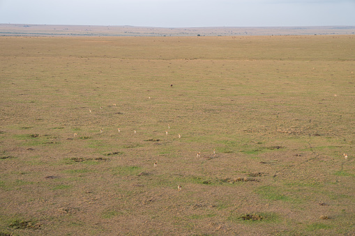 Aerial view of the Masaai Mara Reserve in Kenya, with antelope and impalas down on the ground, very small in scale