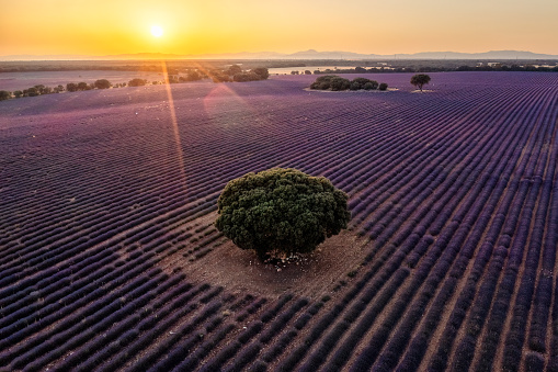 Flying over a purple lavender field in Brihuega, Guadalajara province, Spain. Agriculture field during sunset and golden hour. A big oak tree is in the middle of the field