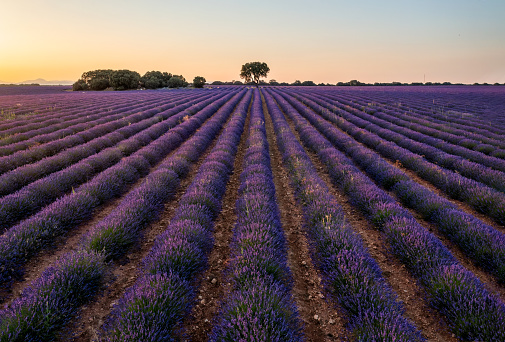 Elevated point of view of purple lavender field with a tree in Brihuega, Guadalajara province, Spain. Agriculture field during sunset