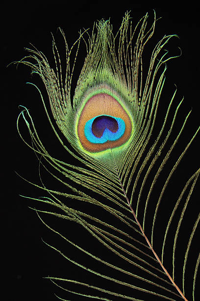 istock Closeup of peacock feather on black background 149326421