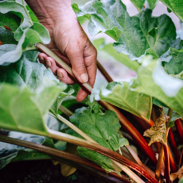 istock healthy, fresh, harvested rhubarb 1493264506
