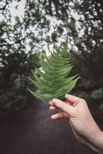 Hand holding a green fern leaf in the middle of the forest
