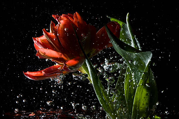 red tulip bursting through water stock photo