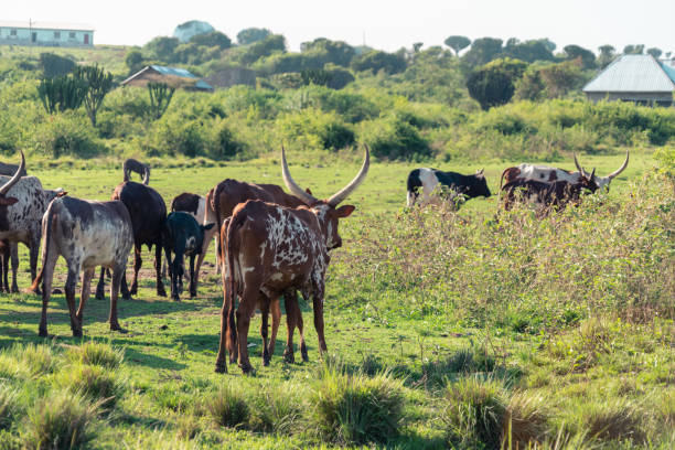 istock Various cows, including longhorn ankole cows, graze and walk across a pasture in rural Uganda 1493265156