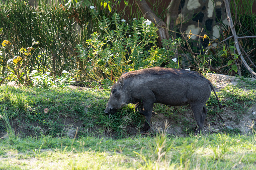 Warthog grazes for food in the grass, in the sunshine, in Uganda, Africa