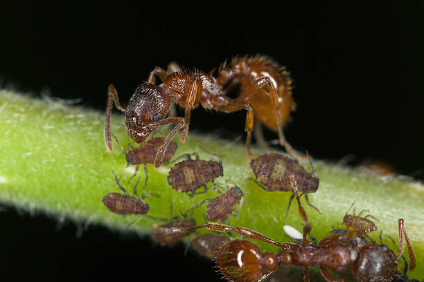istock European fire ant (Myrmica rubra) harvesting on aphids 149326554