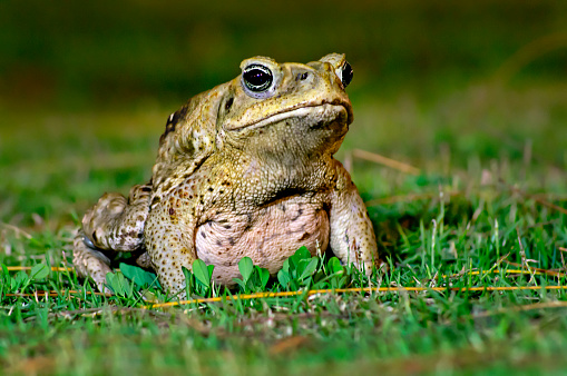 A green frog sits on the pavement of a garden patio.