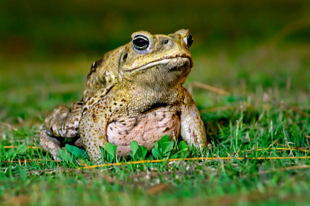тростниковая жаба сидит на траве ночью - cane toad toad wildlife nature стоковые фото и изображения