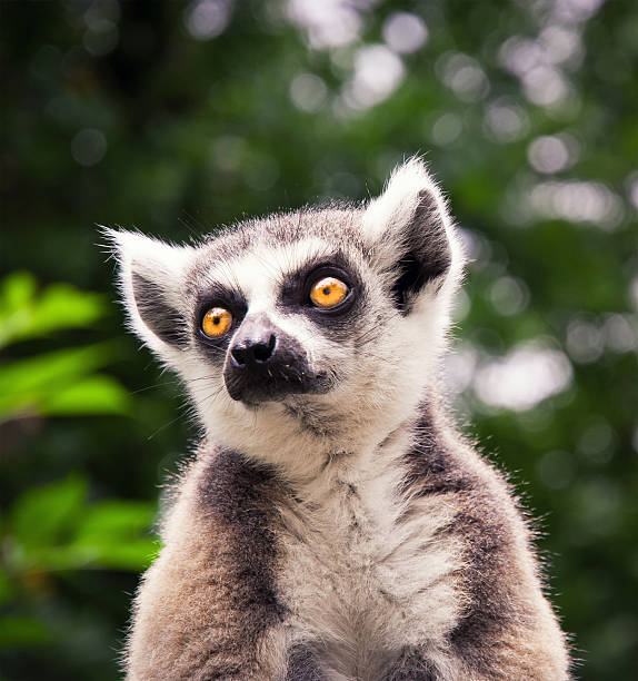 ring tailed lemure siedzi na dachu - lemur zdjęcia i obrazy z banku zdjęć