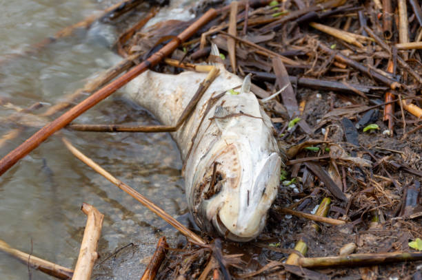 istock Dead fish on the shore of the lake 1493266614