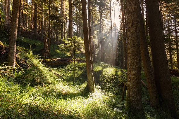 Dreamy forest stock photo