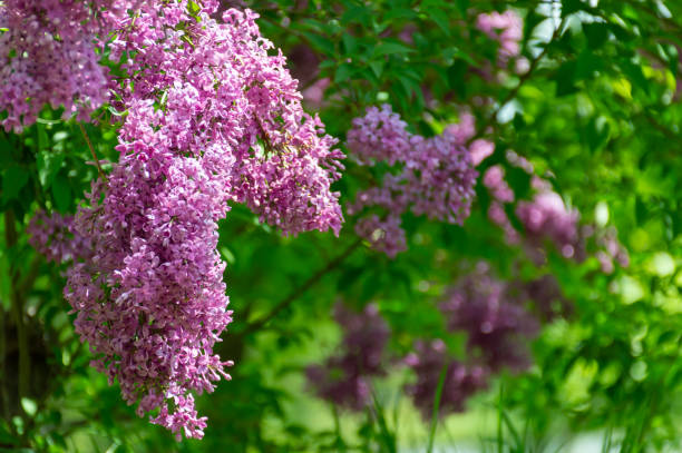 istock Beautiful lilac flowers on a tree 1493266962