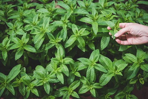 Woman's hands Harvesting mint leaves plate in garden