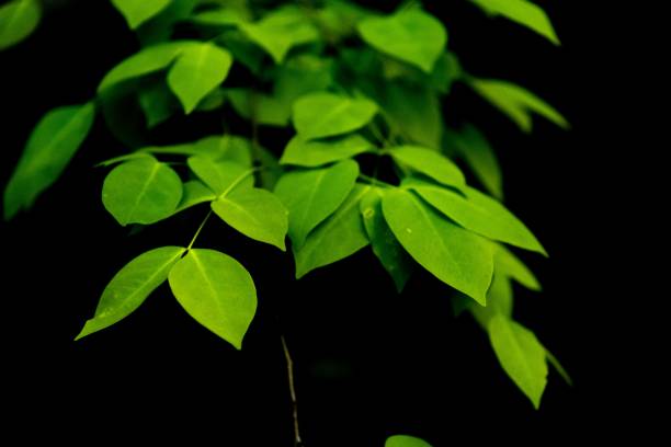 istock an exotic green plant that is not flowering yet it is a tree or something 1493268781