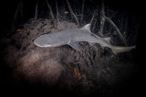 Underwater image of baby lemon shark swimming in mangrove forest.\n Mangroves are plants that can live in saltwater. These important plants not only create a refuge for a vast number of marine animals, birds and reptiles but also play an important role in countering coastal erosion. \n\nThe dense network of roots and branches retain sediments and create a natural barrier protecting coastal communities against the more and more frequent floodings and hurricanes. \n\nFurther, mangroves have the capacity to sequester up to 10 times more CO2 per area compared to other forest ecosystems. Therefore these habitats serve as a blue carbon sink.\n\nUnfortunately, destruction of these important habitats due to development currently happens on a large scale worldwide.