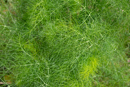 Fennel Herb Plant Close-Up Background